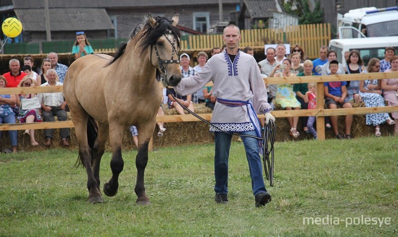 Выводка племенных лошадей ОАО «Полесская нива»