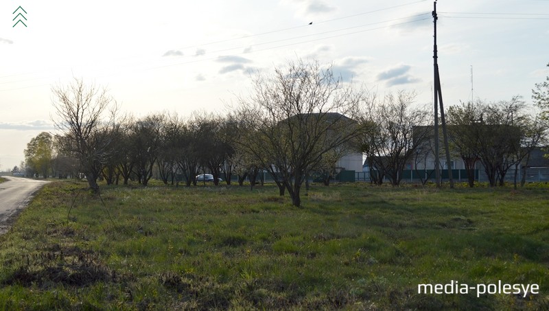 Убрали лишнюю растительность в центре деревни