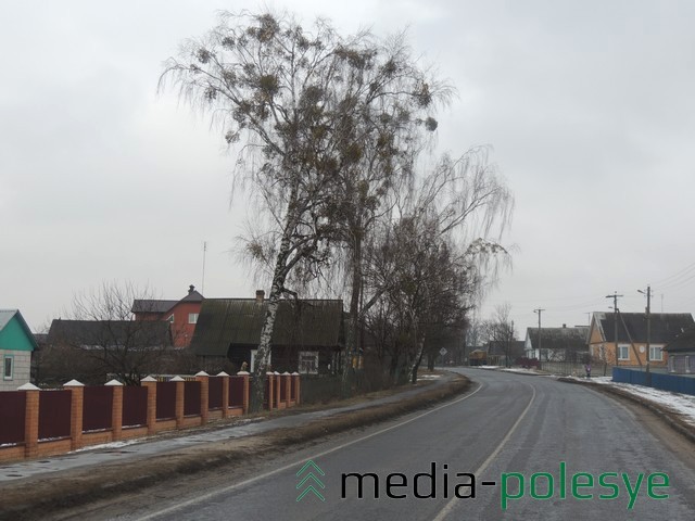 Заражённая омелой берёза тоже хочет жить. Но, увы…