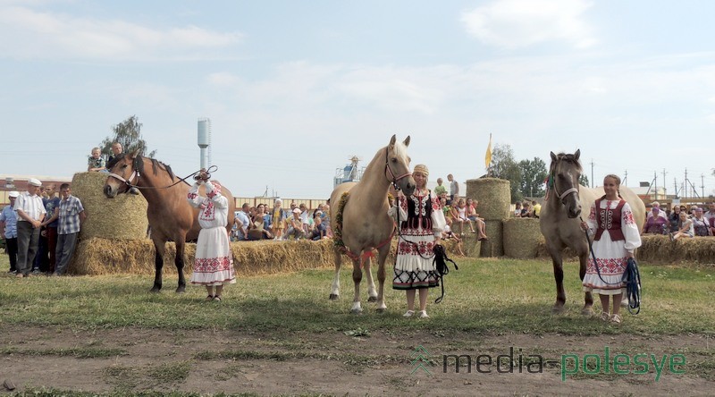 Лошади ОАО =Полесская нива= – представители белорусской упряжной породы