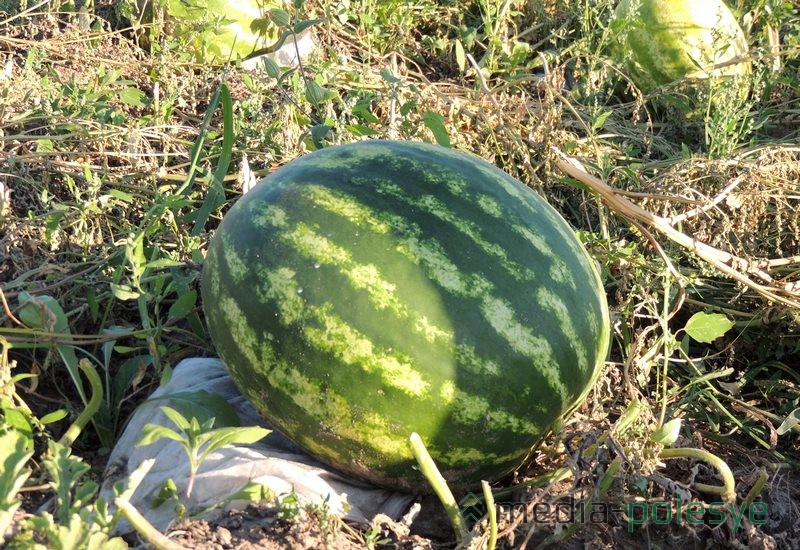 Для борьбы с проволочником под арбузы положили кусочки спонбонда. Можно использовать и дощечки, если выращивать в небольших объёмах