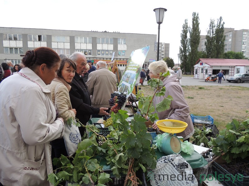 Саженцы винограда пинчане покупали на выставке-ярмарке