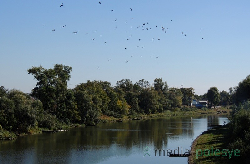 Галубы над Гарынню