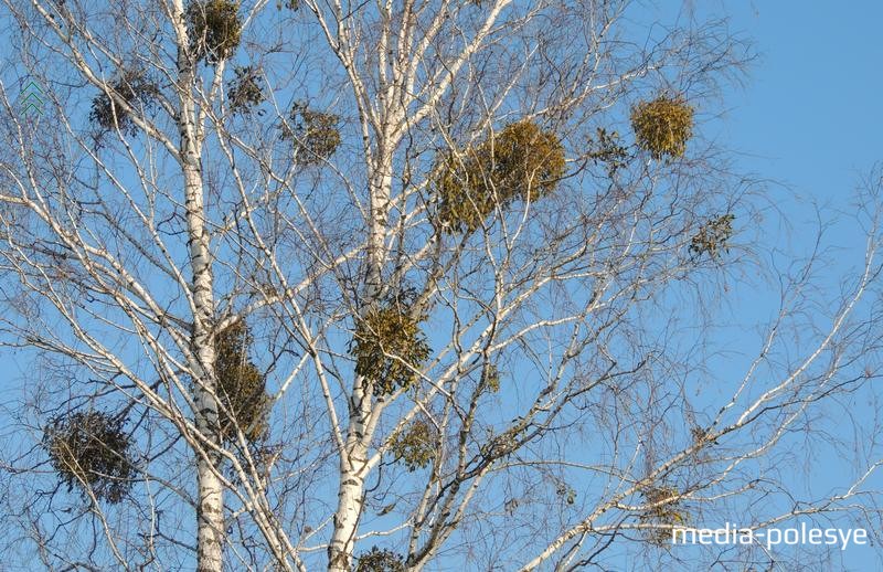 Зеленовато-жёлтых кустиков на берёзе много