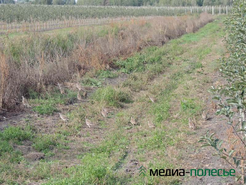 Не одна семья куропаток живёт в саду тоже нет