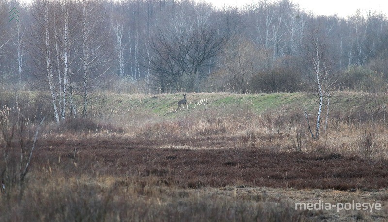 Спустя полчаса замечаем ещё одну косулю. Правда, далеко. Она нас тоже увидела. Ветер дул в её сторону, подобраться к ней было сложно, и мы повернули обратно  