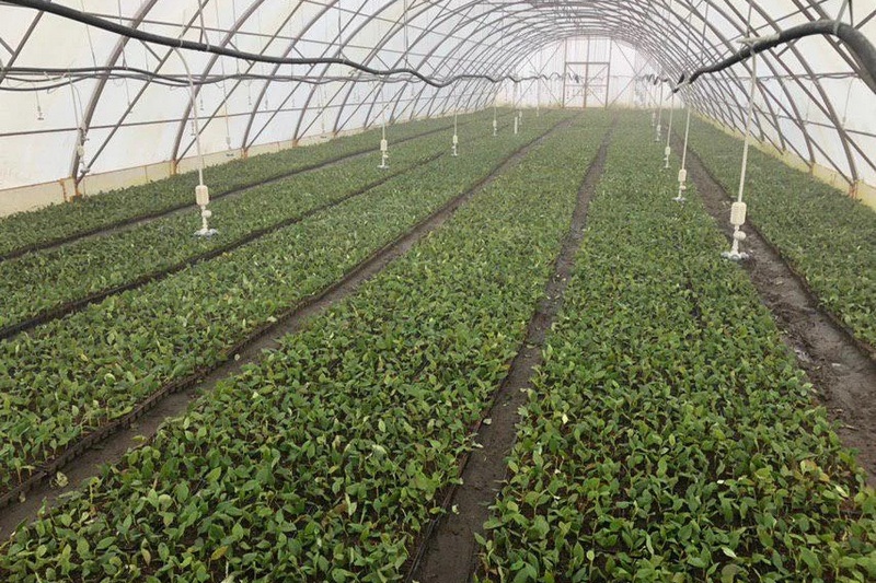 Фото использовано в качестве иллюстрации, stavropol-kray.tiu.ru