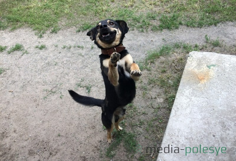 Пёс нашёл дом и новых хозяев