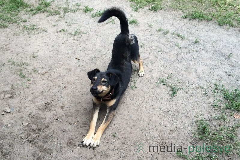 В новой семье собака освоилась и чувствует себя хорошо