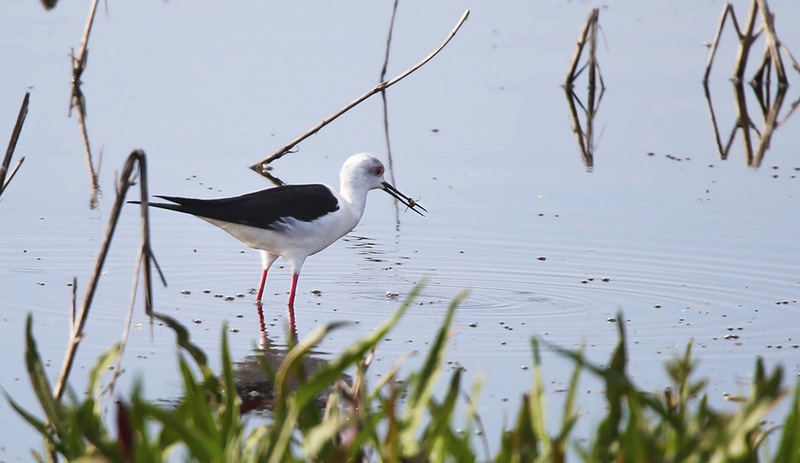 Ходулочник в Турове. Фото - С.Зуенок, www.birdwatch.by