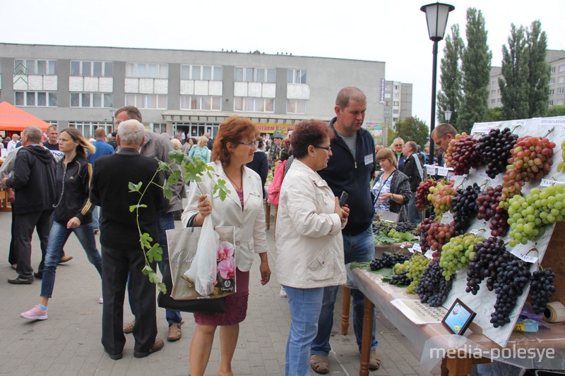 Многие покупали саженцы винограда