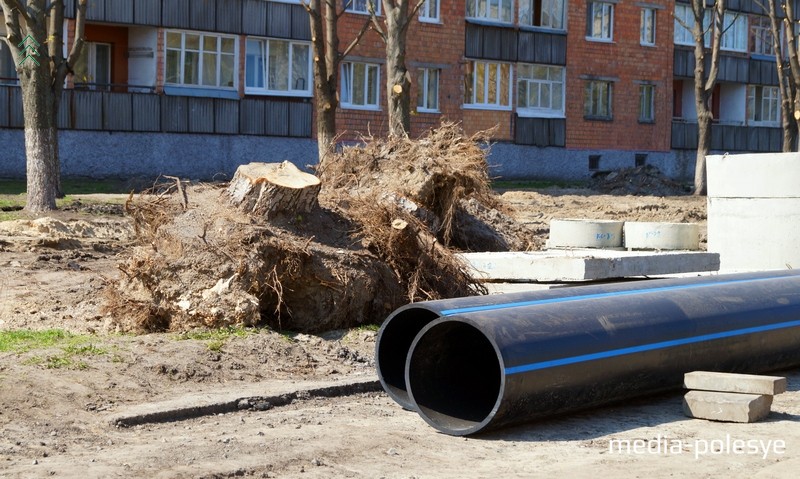 В жертву принесены деревья