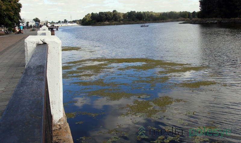 Распространению водных растений способствует почти полное отсутствие судоходства на Пине 