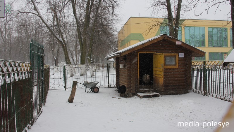 В этом домике живут девять баранов и овец и коза