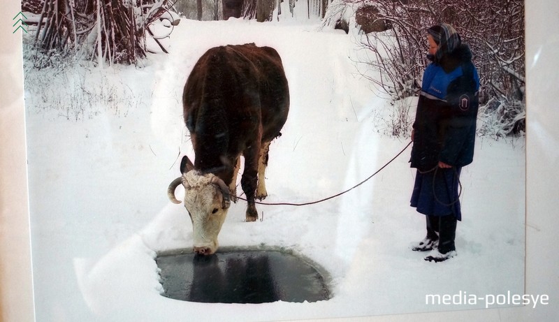 Водопой зимой