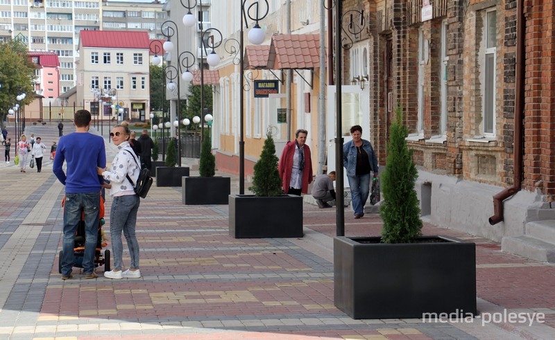 В кадках не только липы, но и туи