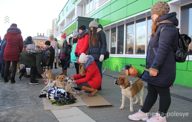 Волонтёры организации «Преданность другу» - в основном представительницы прекрасной половины, но есть и парни