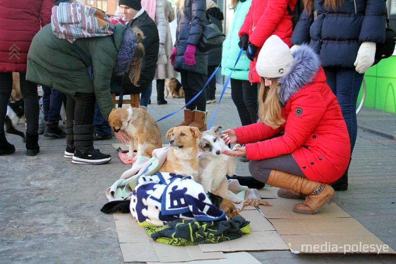 На улице мороз, поэтому собак утепляли одеялами