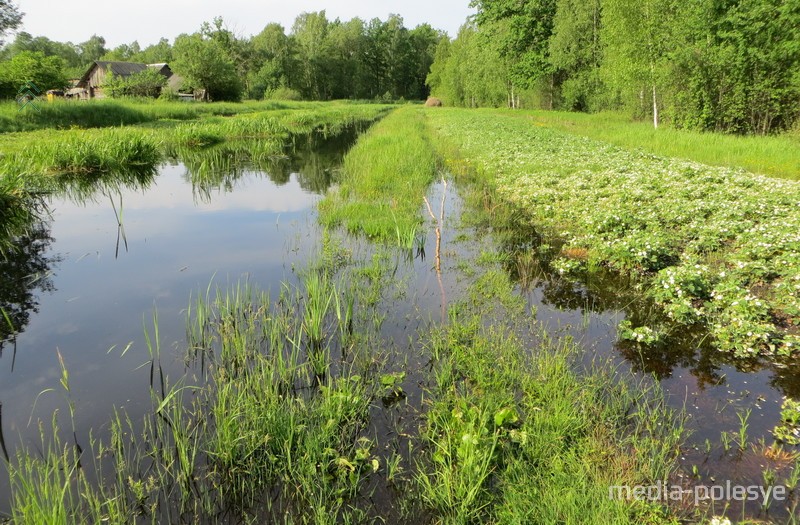 Клубника тоже ушла под воду