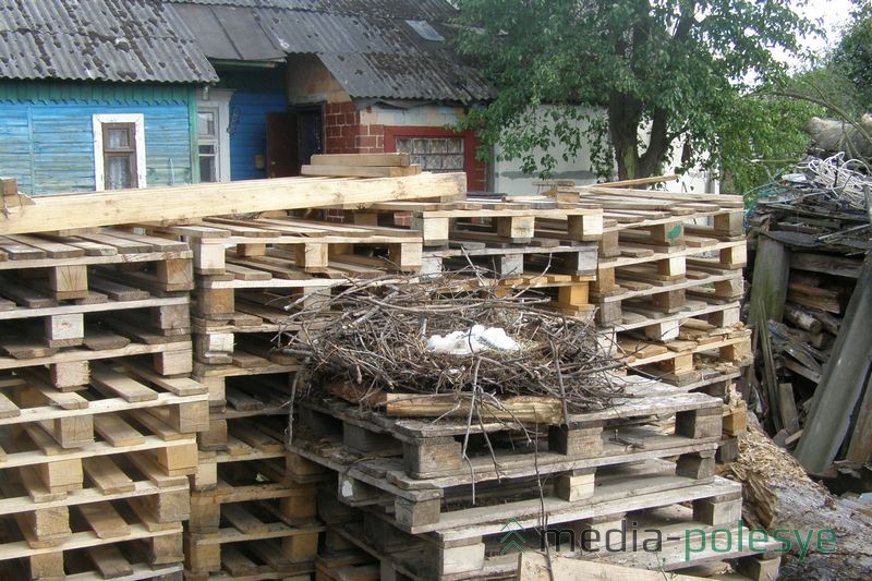 Аистята из упавшего гнезда в Столине разместились на поддонах в одном из частных дворов города