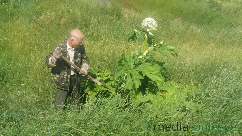 Начальник Столинской райинспекции природных ресурсов и охраны окружающей среды Василий Потапчук борется с опасным растением