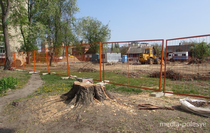 На этом месте посадят молодое дерево