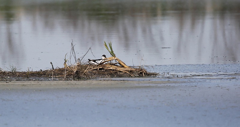 Шилоклювка на гнезде в Турове. Фото - С.Зуенок, www.birdwatch.by