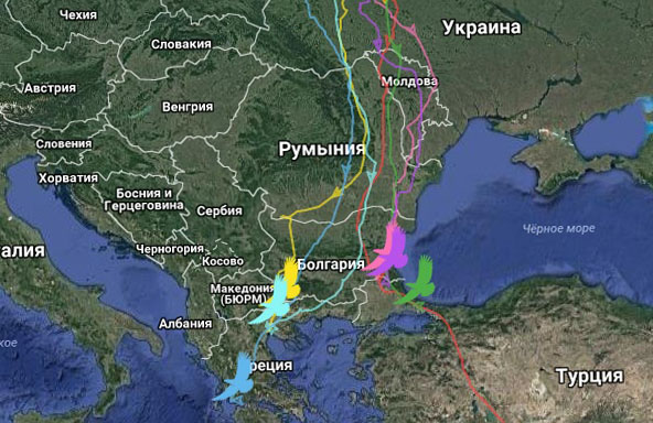 Следить за перемещениями редких птиц может каждый