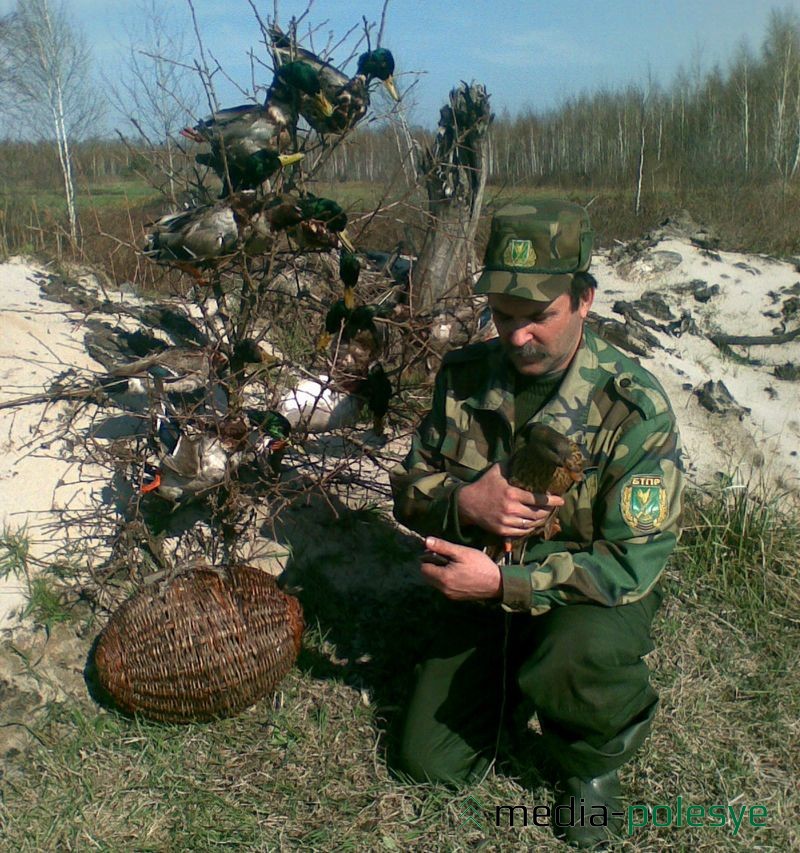 Подсадные утки хорошо помогают в охоте на диких уток