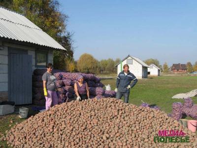 Четыре тонны картофеля получает бесплатно каждый специалист