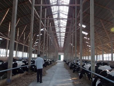 Ферма на тысячу голов