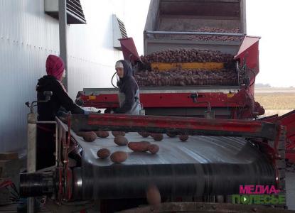 На переборке картофеля девушки из Украины зарабатывают около 300 тысяч в день