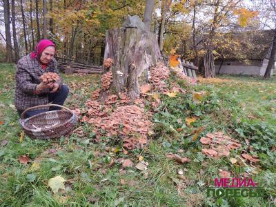 Любовь Ивановна Монич удивлена таким количеством грибов
