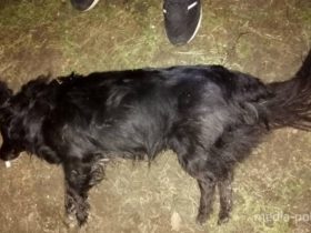 Убитый четвероногий друг