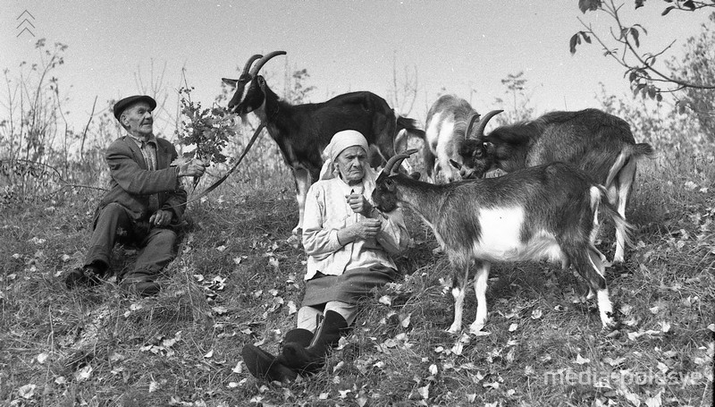 Дед Стахей с женой и козами