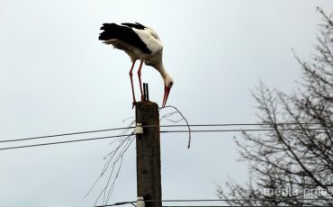Снимок носит иллюстративный характер