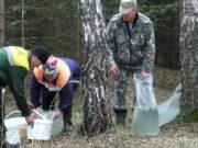 Фото предоставлено Лунинецким лесхозом