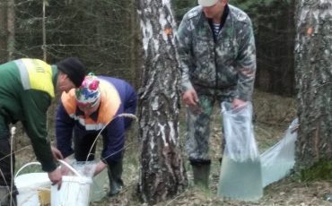 Фото предоставлено Лунинецким лесхозом
