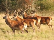 Фото иллюстративное, forum.guns.ru