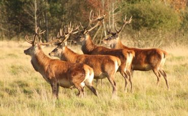 Фото иллюстративное, forum.guns.ru