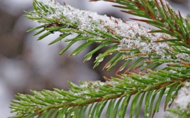 Фото из архива Медиа-Полесья