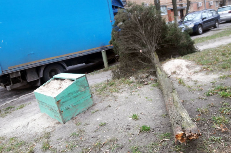 Поваленное дерево на улице Первомайской