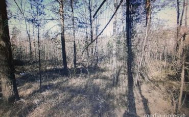 Фото предоставлено Лунинецким лесхозом