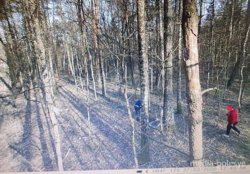 Фото предоставлено Лунинецким лесхозом