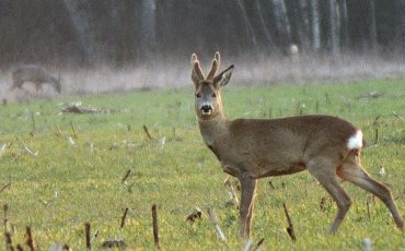 Фото Павла Ляхновіча (правапіс захаваны) “Заняўшыся гэтым козьлікам я прахлопаў двух ласёў, яны падыйшлі зьлева метраў на дваццаць. Маглі б быць класныя здымкі, ды лёс ня склаўся...”