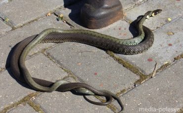 На набережной Пины попадаются довольно крупные экземпляры