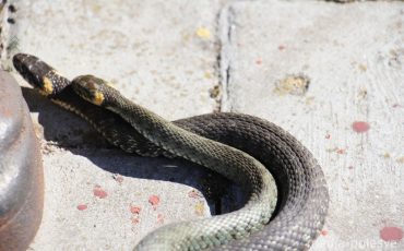 Это любовь Это любовь