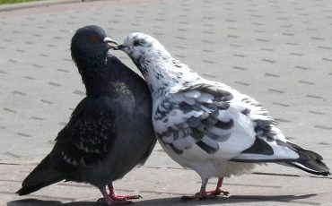 Фото группы Защита животных в Пинске