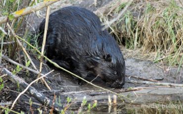 Фото Павла Ляхновича, иллюстративное