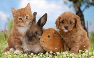 Снимок носит иллюстративный характер / Фото: globallab.org